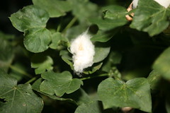 Bt Cotton (Gossypium hirsutum)