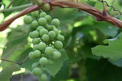 grapes 2