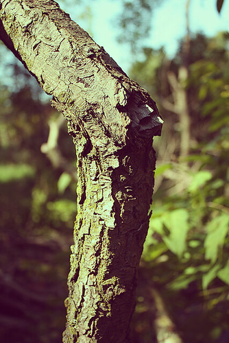 2879306041_0bcd88f790_d.jpg