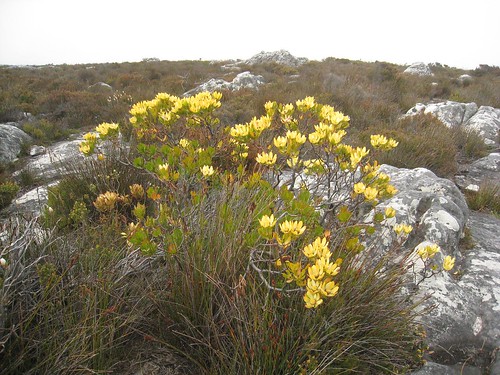 Fynbos vegetation atop Table Mountain