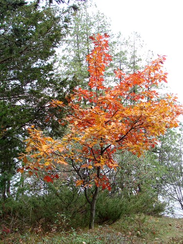 sugar maple color