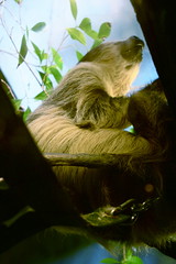 Anglų lietuvių žodynas. Žodis sloths reiškia slenksčiai lietuviškai.