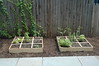 Boxes, Planted