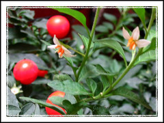 Solanum pseudocapsicum (Jerusalem Cherry, Christmas/Winter Cherry), March 2008