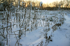 snow covered community gardens