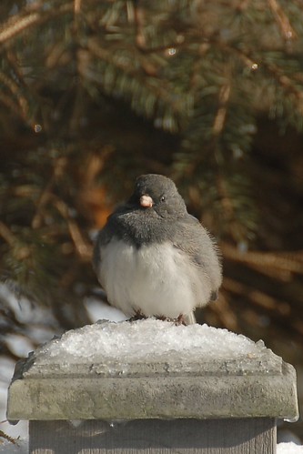 Junco (Junco ...)
