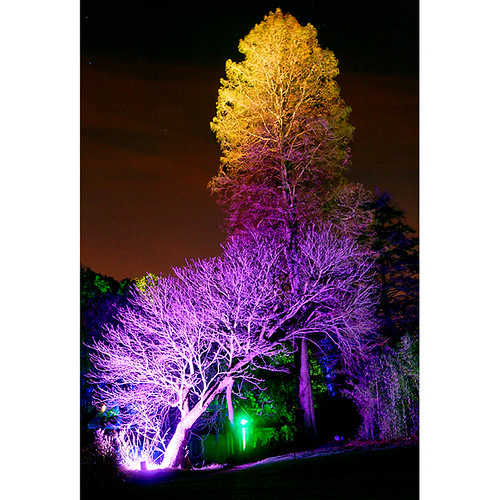 Enchanted Woodland, Syon Park