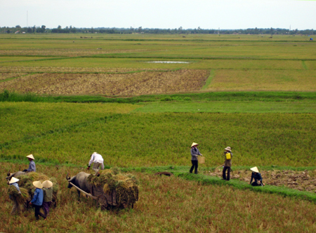 Rice harvest in Quang Binh province