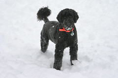 skippy in the snow