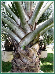 Bismarckia nobilis (Bismarck Palm, Bismark Palm), with focus on old leaf bases and petioles
