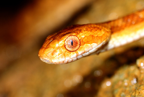 DSC_3984  Taiwan tree snake / 大頭蛇