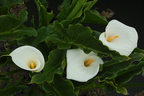 Ecuador-flowers