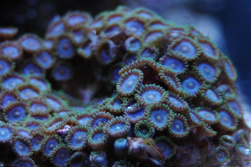 blue and green skirt zoanthid by nullcable, on Flickr. blue and green skirt...
