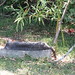 Cemetery Cat