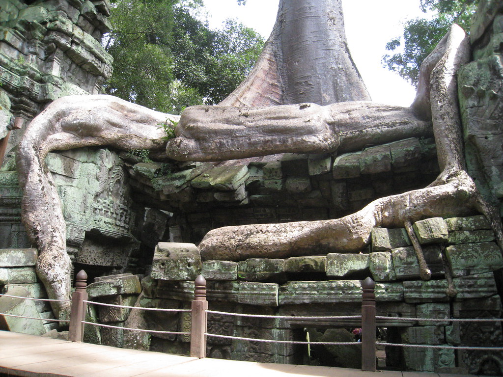 The growth of a large tree slowly takes its toll on the stone walls at Ta Prohm.