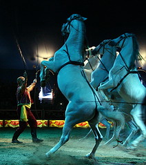 Walking horses