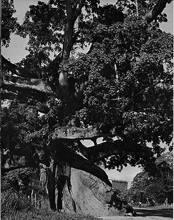 Tom Cringle's Cotton Tree, St. Catherine, Jamaica [date unknown]