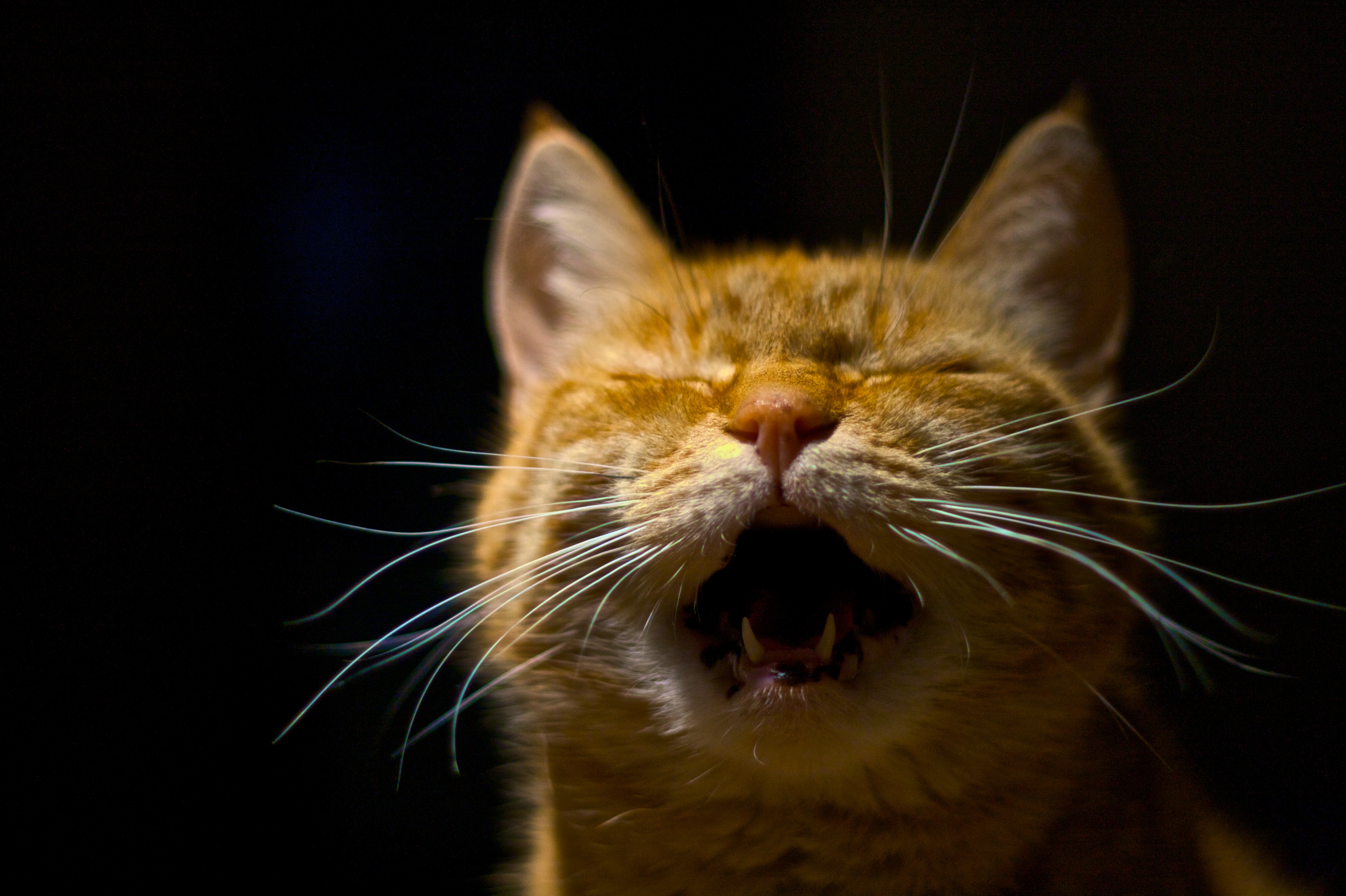 2973212926 b7603faaa6 o اكتشف الآن لماذا تصرخ القطط في الليل 1 اكتشف الآن لماذا تصرخ القطط في الليل