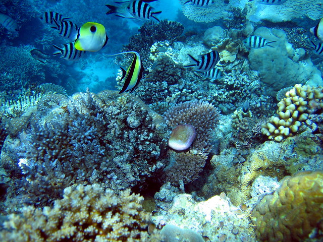 Snorkelling Great Barrier Reef