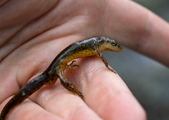 C-Falls - Newt in hand • <a style="font-size:0.8em;" href="http://www.flickr.com/photos/30765416@N06/5714425087/" target="_blank">View on Flickr</a>