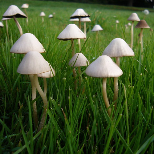 Fairy Ring of Mushrooms