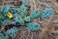 mulched winterbor kale