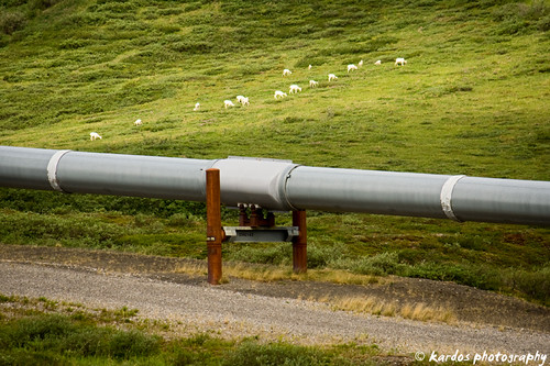 Pipeline and sheep