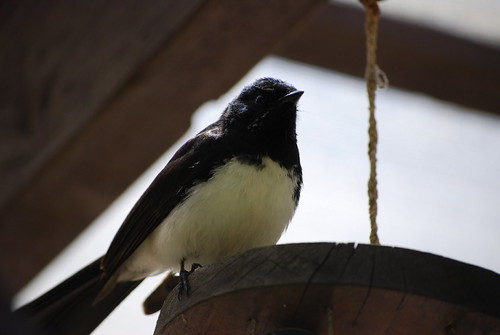 Willie Wagtail