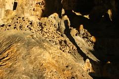 Coral in a cave at Niue