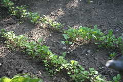 arugula seedlings