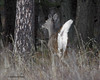 Whitetail Deer - NW Montana