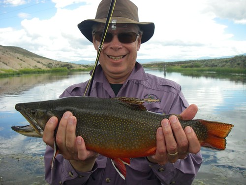 Colorado Brook Trout on a Sage 590-4 ZXL | BACKWATER ANGLER