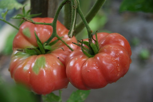 giant belgium tomato