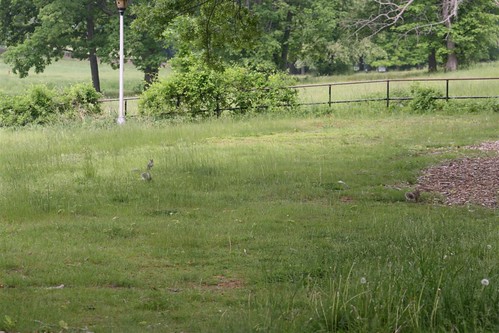 Family of squirrels in the tall grass