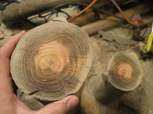 pretty Eucalyptus end grain in some sectioned logs