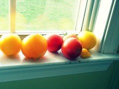 tomatoes in the window