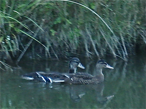 duck-pair