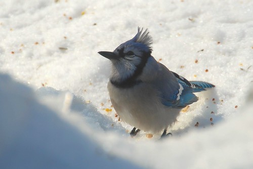 Blue Jay (Cyanocitta cristata)