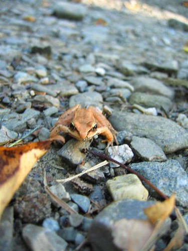 Froggy by some rocks