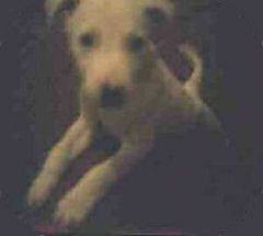 My earliest photo of Pegasus, when we still lived at Carrington My earliest photo of Pegasus, when we still lived at Carrington