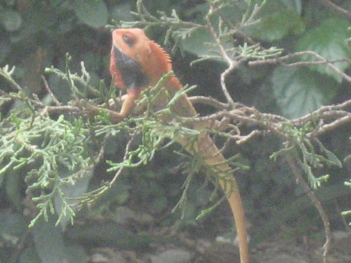 Pokhara lizard