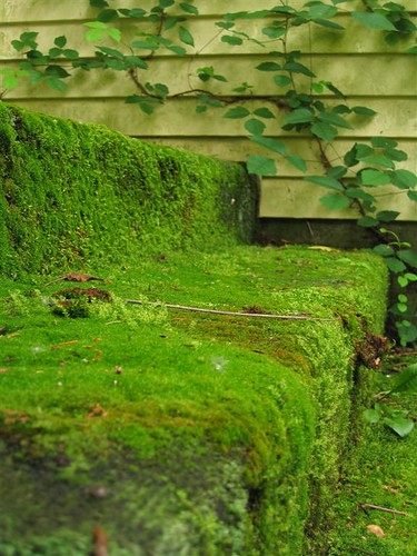 Moss covered stairs