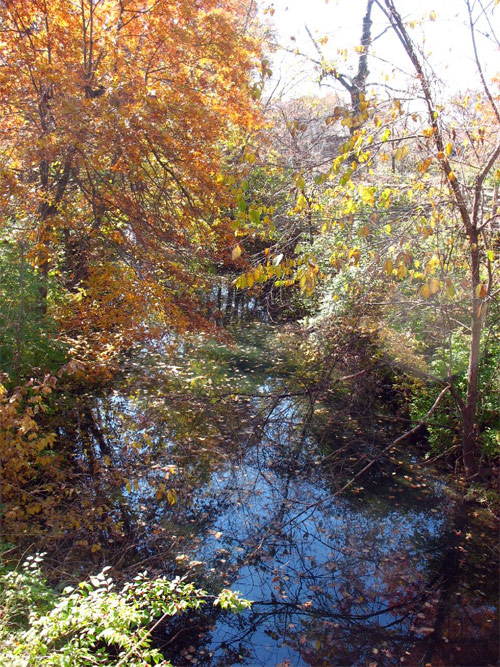leaves in the creek