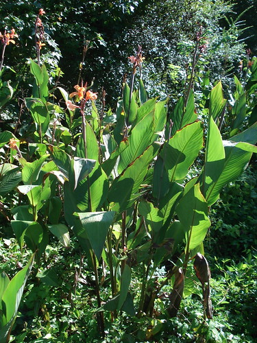 Foraging Texas: Canna Lily