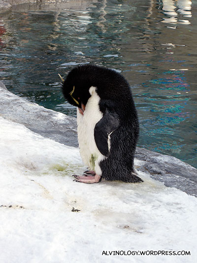 A Snares Penguin cleaning itself