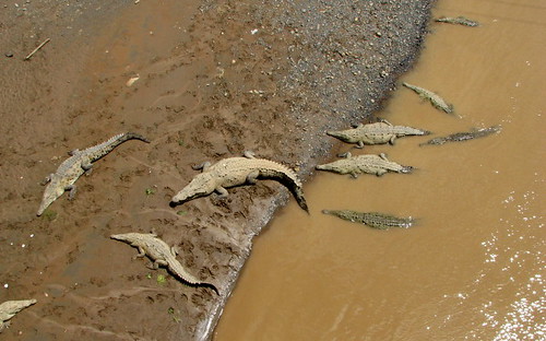 Many, many crocodilos