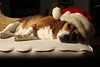 Santa’s tired from this year’s Christmas by NickNguyen, on Flickr