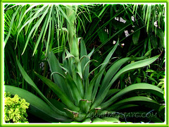 Flowering Agave desmettiana (Smooth Agave, Smooth/Dwarf Century Plant) with focus on its ornamental foliage - April 15 2011