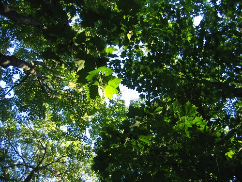 Forest canopy