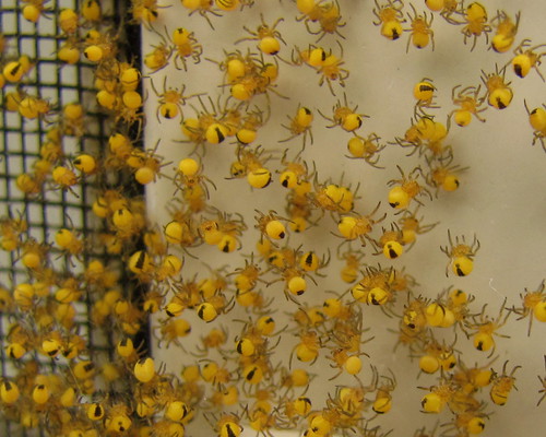 spiders